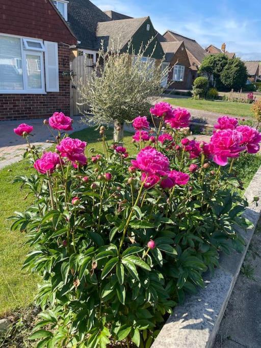 Rooms In A Beautiful House With Free On St Parking Brighton Exterior photo